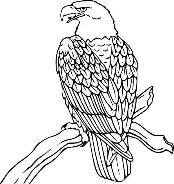 imagini de colorat vultur